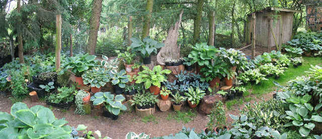 Hosta im K�bel (451kB)